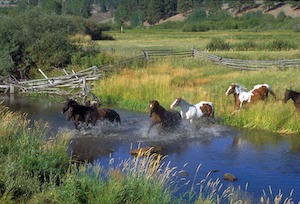 horses in summer