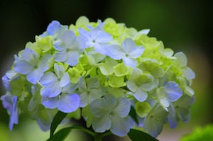 blue hydrangea with green leaves