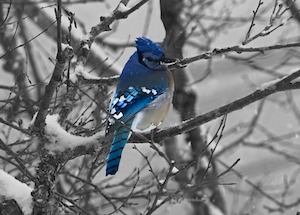 blue jay in winter