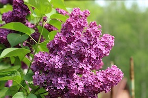 lilacs