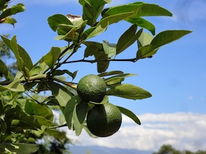 lime tree