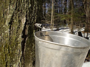 sap buckets