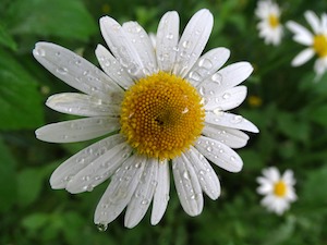 raindrops on flowers