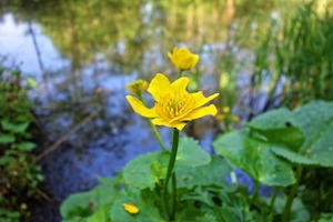 marsh marigold