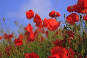 poppies