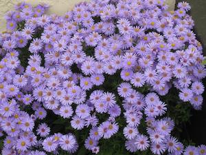 michaelmas daisies