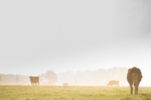 cows in mist