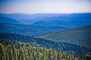 pine-clad mountains in summer