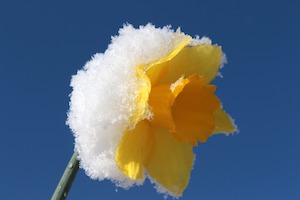 daffodil with frost