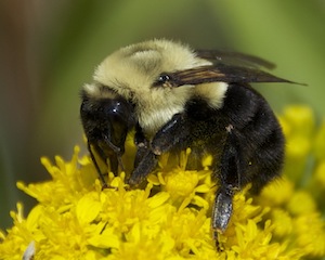 native bee