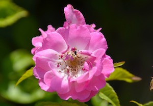 natural rose