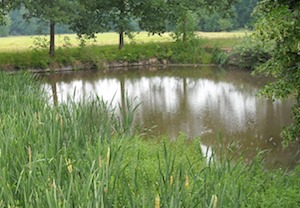 water meadow