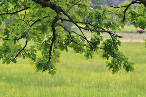 grass and oak tree