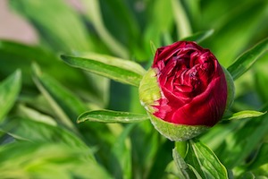 peony bud