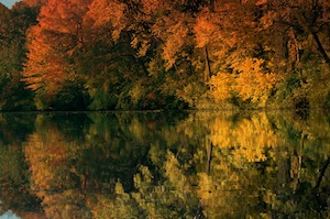 autumn leaf reflection