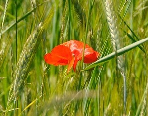 poppy in rye field