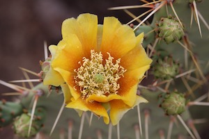 prickly pear