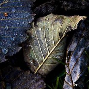 purple vine leaves