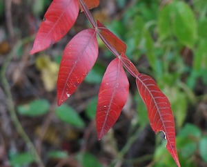 sumac leaves