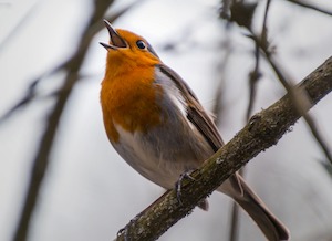 robin singing