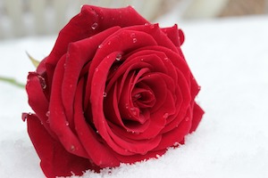 rose in snow