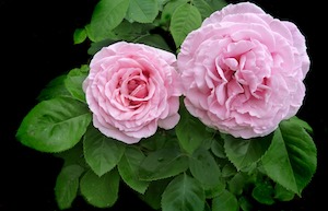 ruffled rose petals