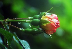 roses in rain