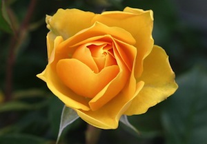 rose-yellow.jpg