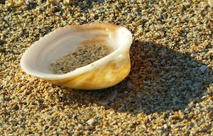 shells and sand