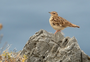 sea lark