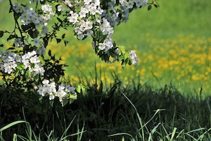 petals apple blossoms