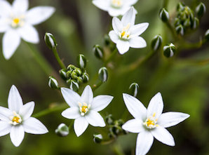 star of bethlehem