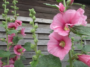 hollyhock