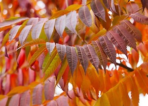 sumac leaves