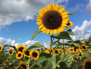 sunflowers in autumn