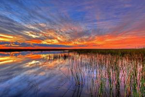 marsh reeds at sunset