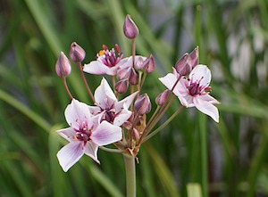 flower at marsh