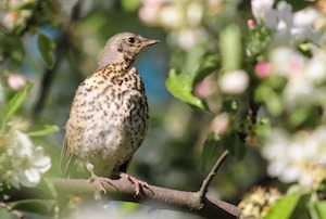 thrush in apple tree