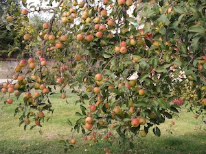 autumn apple trees