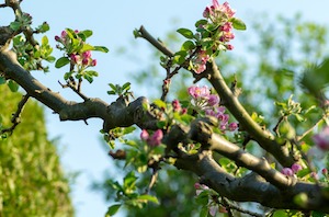 apple buds