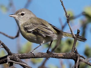 vireo