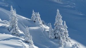 winter trees