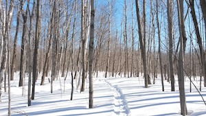 snowy path