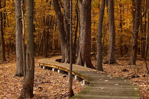 woodland in autumn