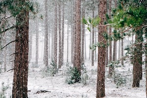 wintery woods