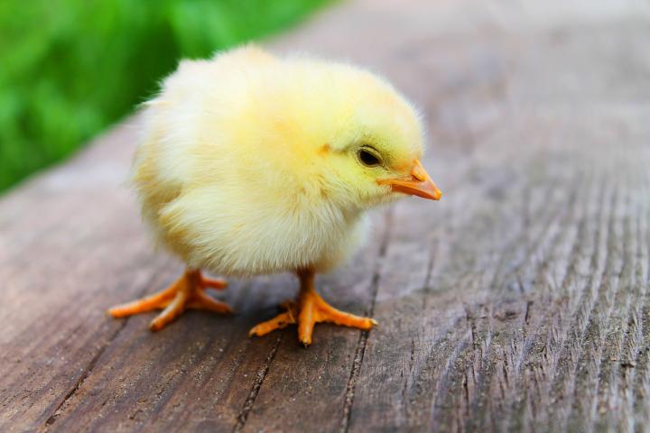 hatching-raising-chicken-chicken-chicks.jpg