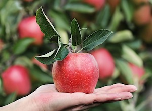 apple in hand