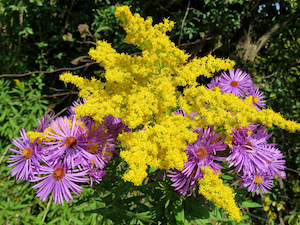 asters and goldenrod