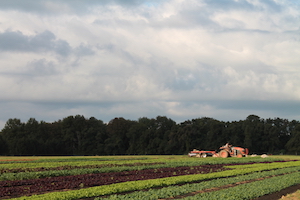 autumn fields