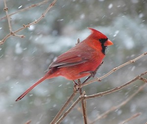 male cardinal bird